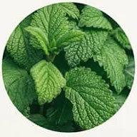 Daun peppermint segar
